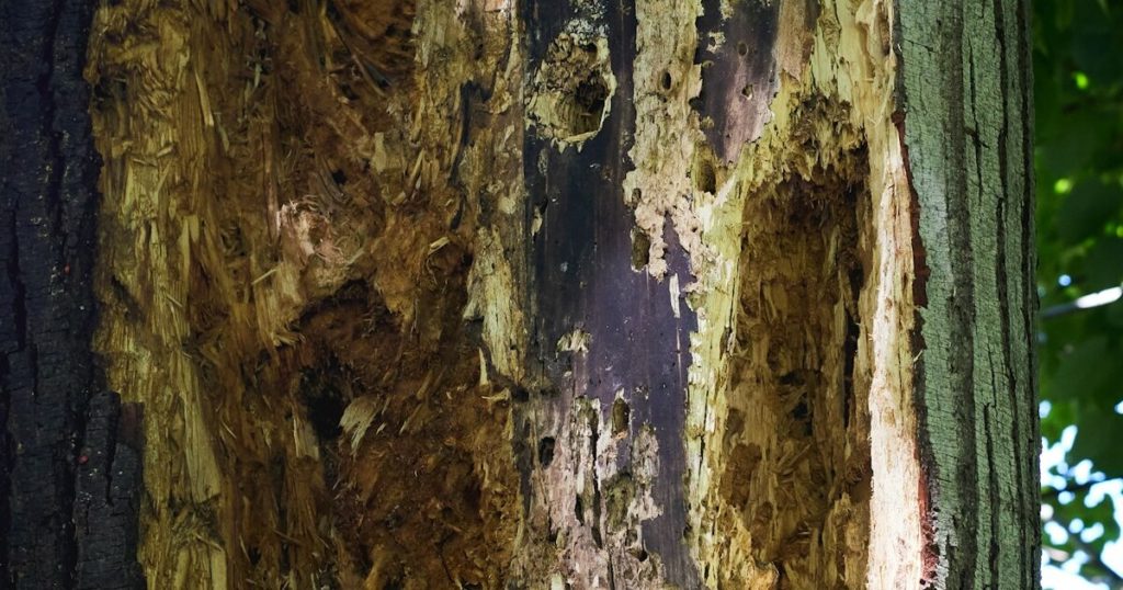 What To Do If You Find Termites In Your Garden Bed - Featured image