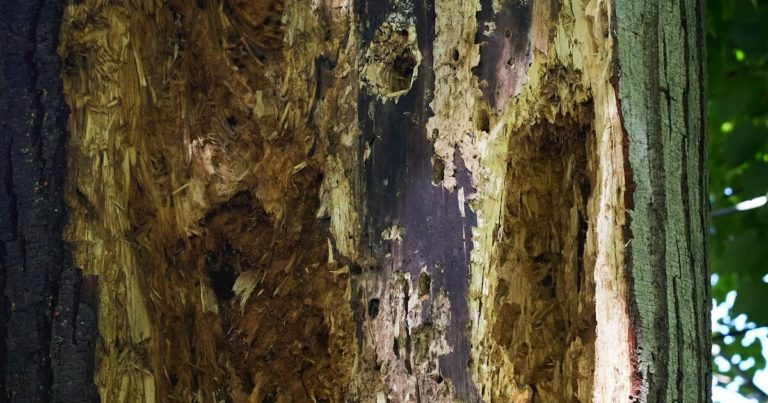 What To Do If You Find Termites In Your Garden Bed - Featured image