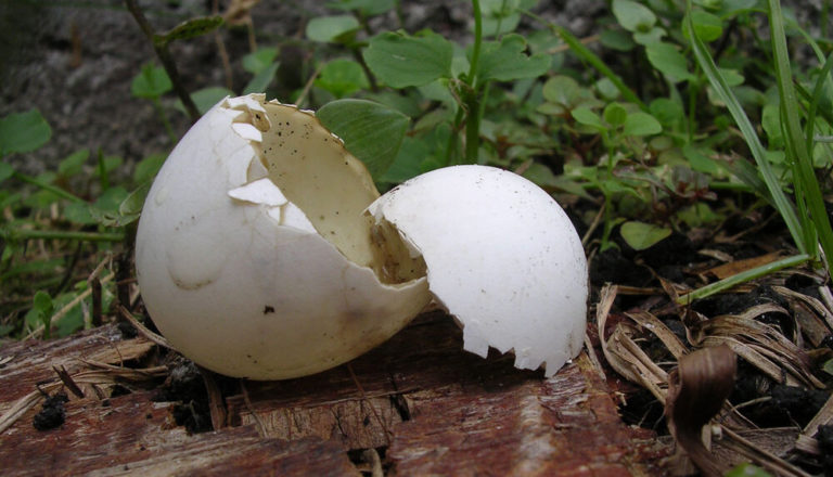 Yeah, You’re Using Eggshells in the Garden All Wrong - Featured image
