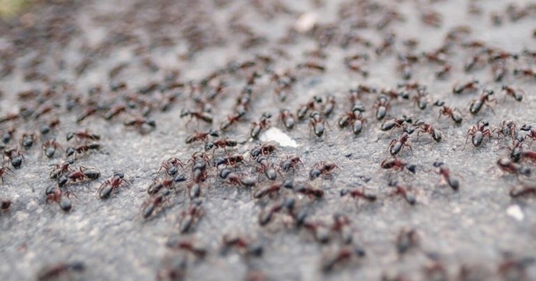 12 Reasons Why Ants In The Garden Aren’t Really a Problem - Featured image