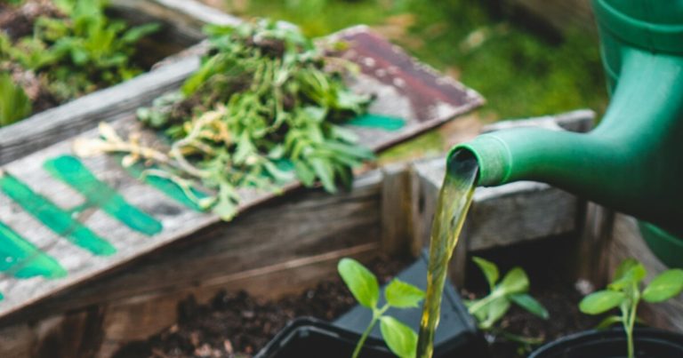The Hidden Risks Of Harvesting Rainwater For Your Garden - Featured image