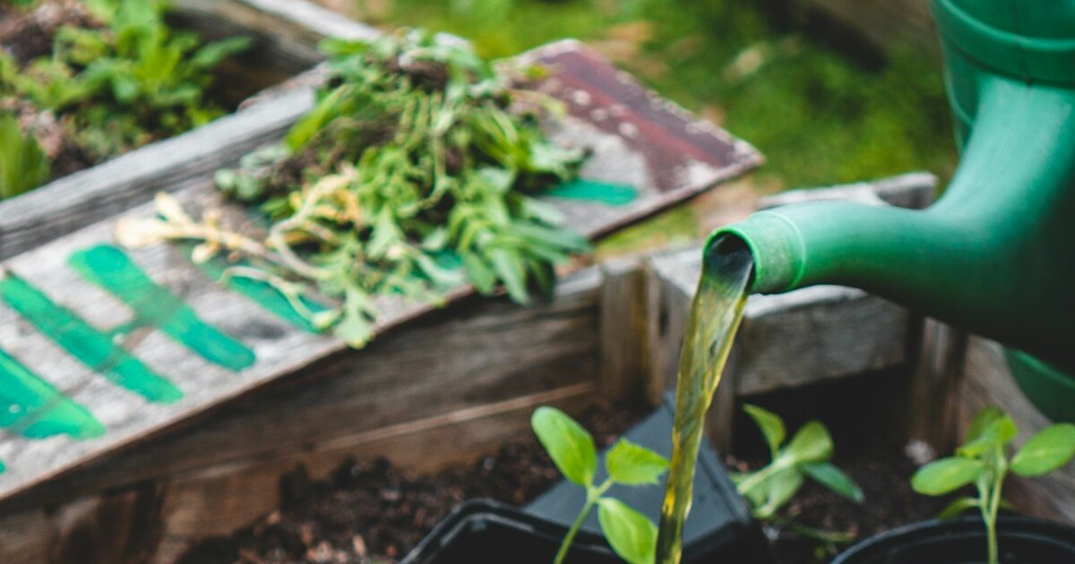 The Hidden Risks Of Harvesting Rainwater For Your Garden