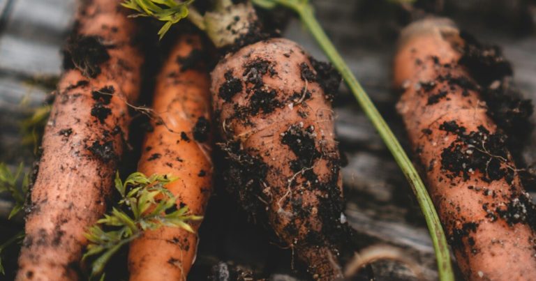 Top 10 Questions Gardeners Ask About Growing Carrots - Featured image