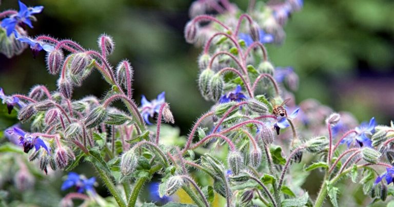 8 Reasons Why You Should Grow Borage By Your Front Door - Featured image
