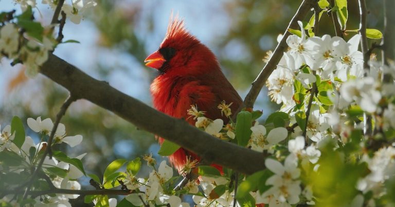 How To Attract Wild Birds To Your Yard (And Keep Them There) - Featured image