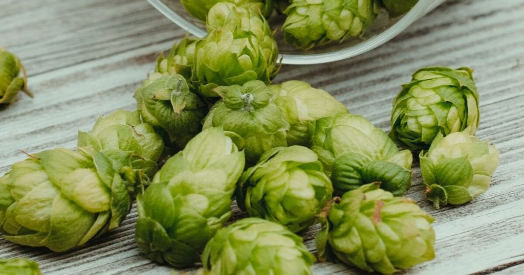 Plant Your Hops In September For A Big Summer Harvest - Featured image