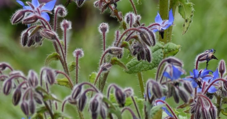 12 Tips For Gardeners Growing Borage And Lavender Together - Featured image