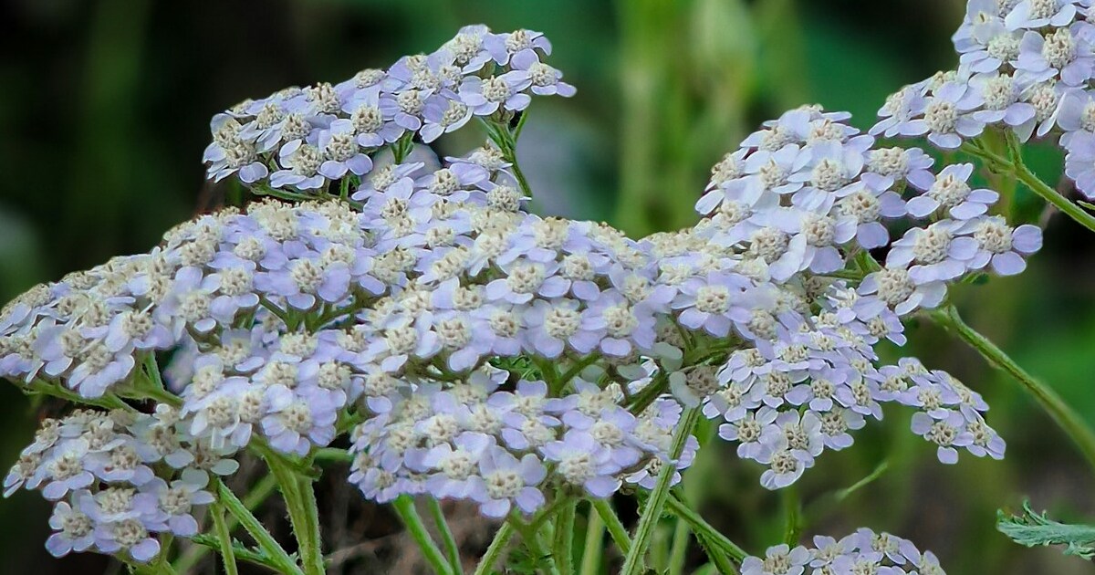 13 Drought-Tolerant Flowers for a Water-Wise Garden