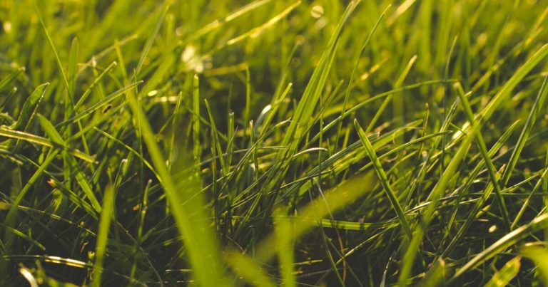 10 Things Your Lawn Needs Before Spring Is Over - Featured image