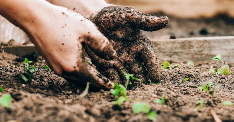 Why More Gardeners Are Refusing To Till Their Garden Soil - Featured image