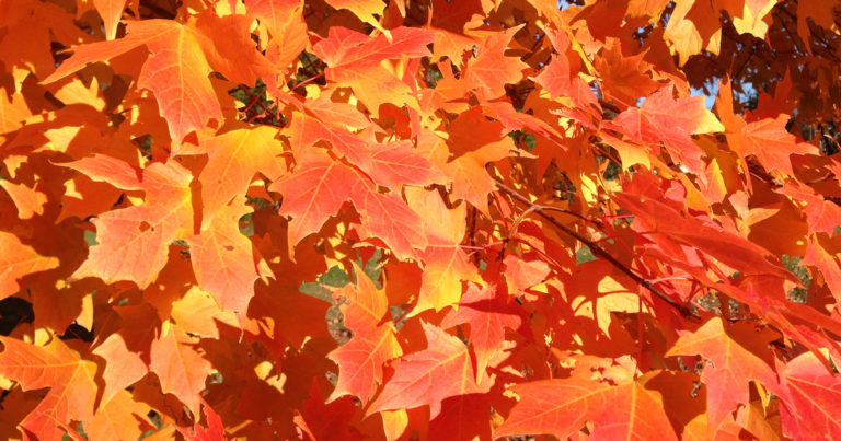 September Garden Design Ideas: Creating Autumn Beauty - Featured image