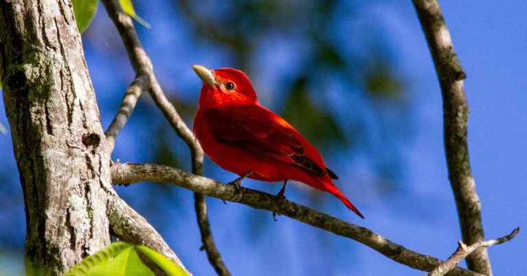 This Bird Eats Tons Of Wasps – Here’s How To Attract It - Featured image