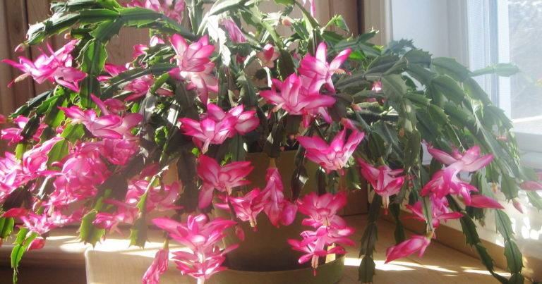 20 Flowering Indoor Plants for a Colorful Home - Featured image