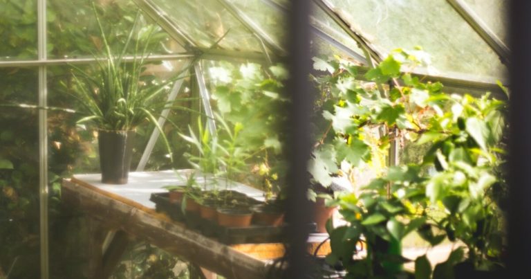 How To Get Your Greenhouse Garden Ready For Spring - Featured image