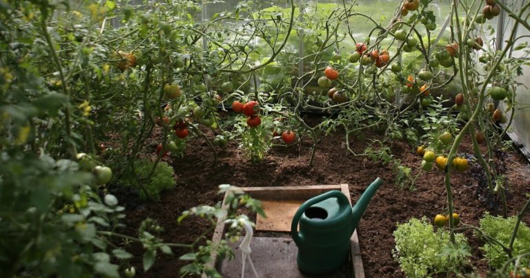 10 Vegetables That Trump Tariffs Could Make More Expensive – Grow Them Yourself! - Featured image