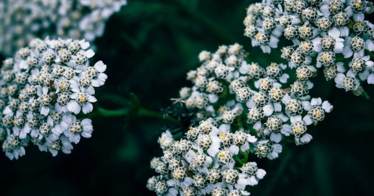 11 Liquid Fertilizer Teas Made From Weeds and Plants - Featured image