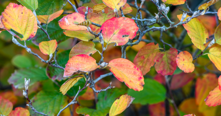 Integrating Aromatherapy Plants into Your Fall Garden Design - Featured image