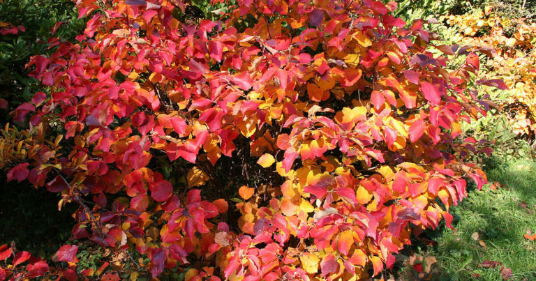 7 Shrubs with Gorgeous Multi-Colored Fall Leaves - Featured image