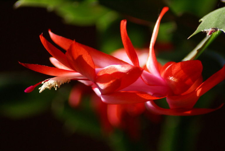 10 Reasons Why Your Christmas Cactus Isn’t Blooming (And How To Fix It) - Featured image
