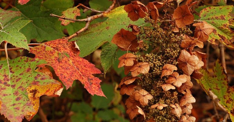 Developing a Shade Garden in the Fall for Cooler Temperatures - Featured image