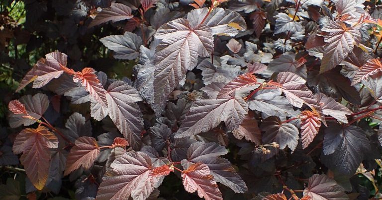 6 Maples with Purple Leaves for Stunning Autumn Displays - Featured image