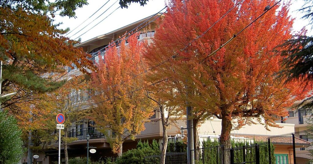 Trident Maple (Acer buergerianum)
