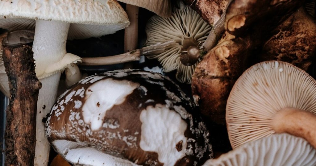Growing Mushrooms at Home: The Latest Trend for Fall - Featured image