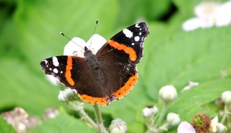 Study: America’s Butterflies Are Disappearing at a “Catastrophic” Rate - Featured image
