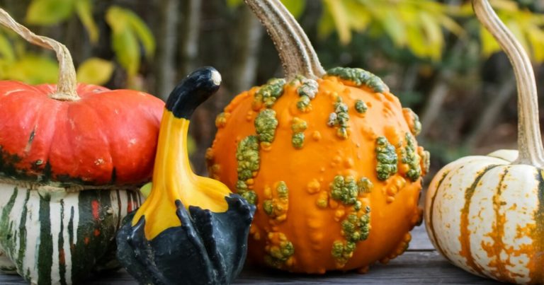 12 Gardening Tips For Growing Pumpkins And Squash Together - Featured image