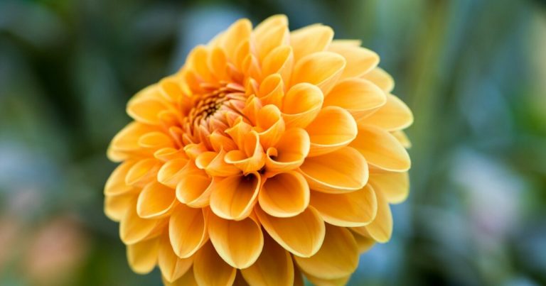 11 Plants That Are Proven To Purify Indoor Air - Featured image