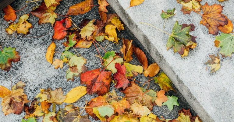 The Surprising Benefits of Leaving Some Leaves in Your Yard This Winter - Featured image