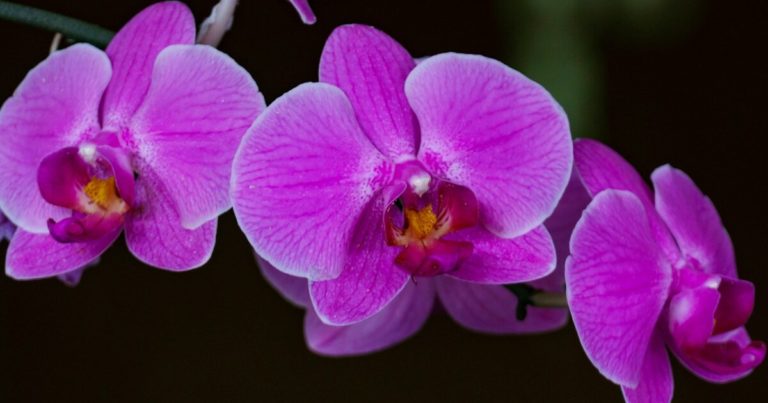 15 Best Houseplants For A Kitchen Windowsill - Featured image
