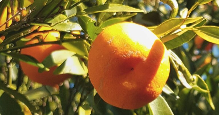 11 Gardening Mistakes Everyone Makes When Growing Oranges - Featured image