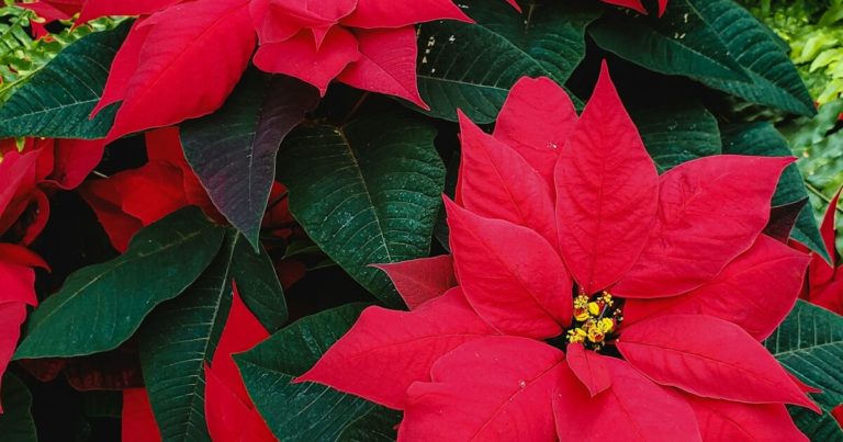 Can You Plant A Poinsettia Outside? - Featured image