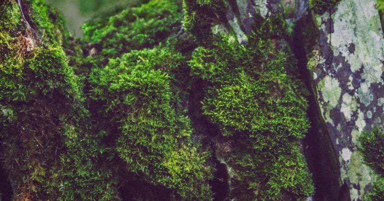 10 Ways To Make A Moss Garden - Featured image