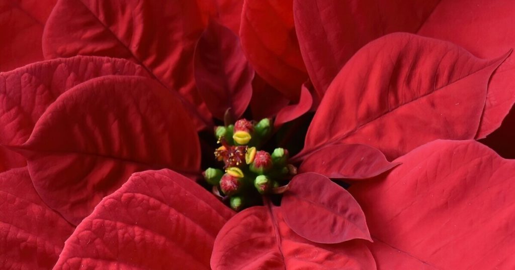 5 Winter Care Tips for Poinsettias That Last Beyond the Holidays - Featured image