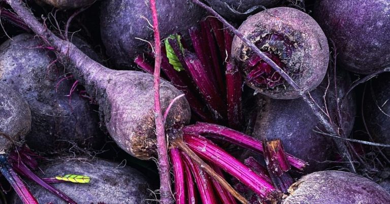 These 15 Vegetables Will Be Ready To Harvest Beginning of September - Featured image