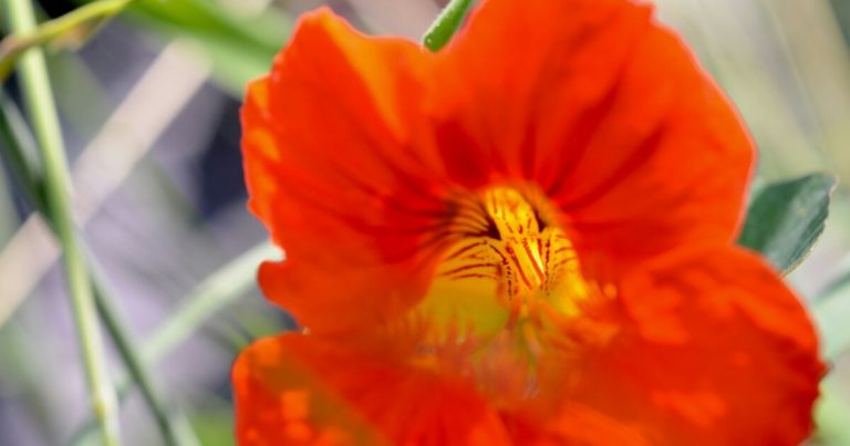 20 Companion Planting Tips for a Thriving Vegetable Garden - Featured image