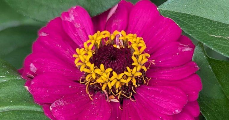 12 Gardening Mistakes To Avoid If You’re Growing Zinnias This Year - Featured image
