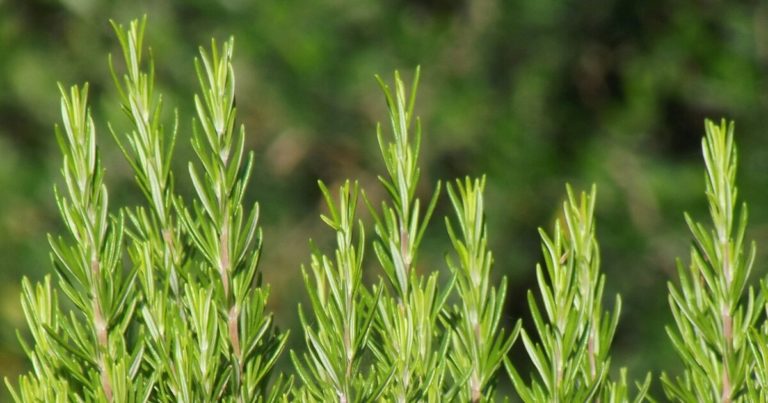 Grow These 15 Herbs To Make Your Own Herb-Infused Oils - Featured image