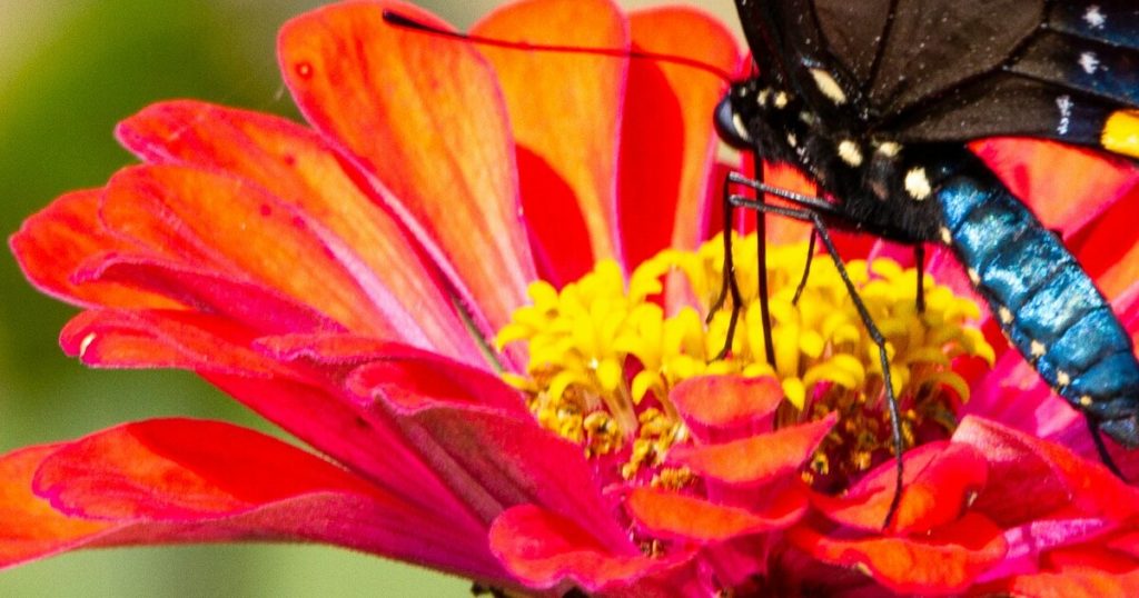 Growing Zinnias This Year Can Be Very Beneficial And Here’s Why - Featured image