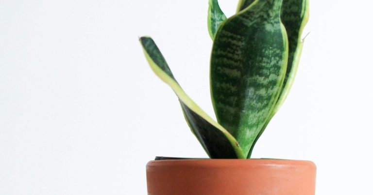 13 Best Indoor Plants for Low Light Conditions - Featured image