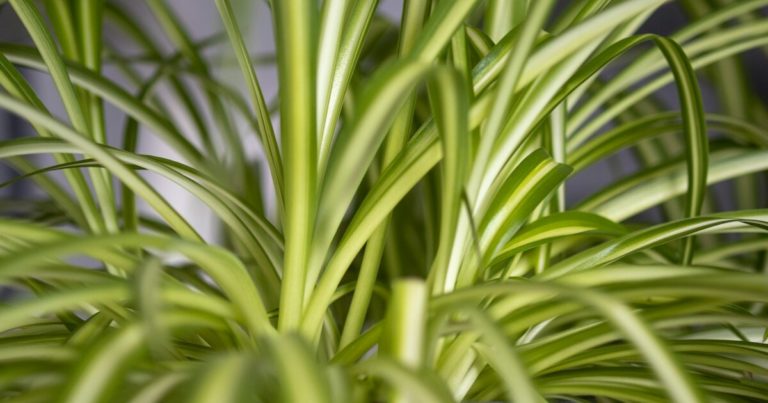 11 Signs Your Spider Plant Needs To Be Repotted - Featured image