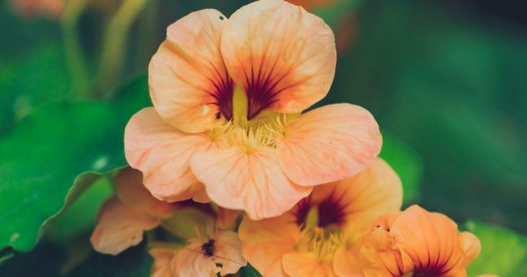 15 Awesome Plants that Repel Flies - Featured image