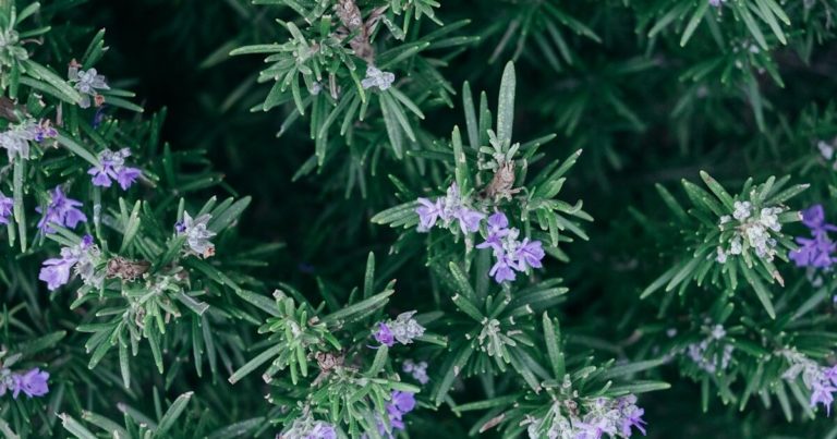 Do These 11 Things for Your Herb Garden Before September - Featured image