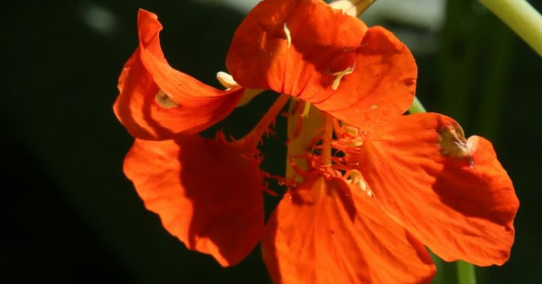 15 Flowers You Can Plant Now That Bloom Beautifully in Late Summer - Featured image