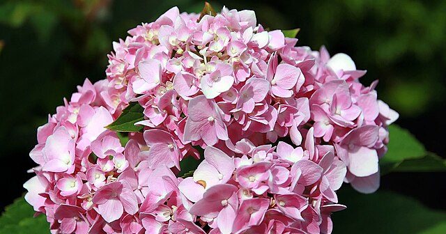 How To Grow Your Own Endless Summer Hydrangeas Just Like The Grammys - Featured image