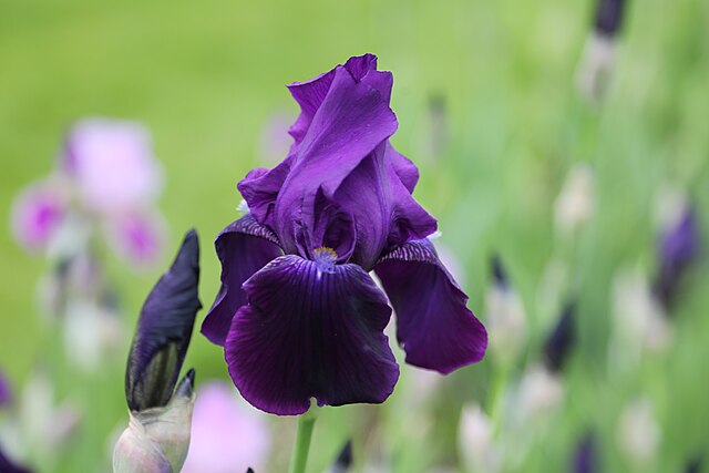 10 Black Plants to Add Drama to Your Garden