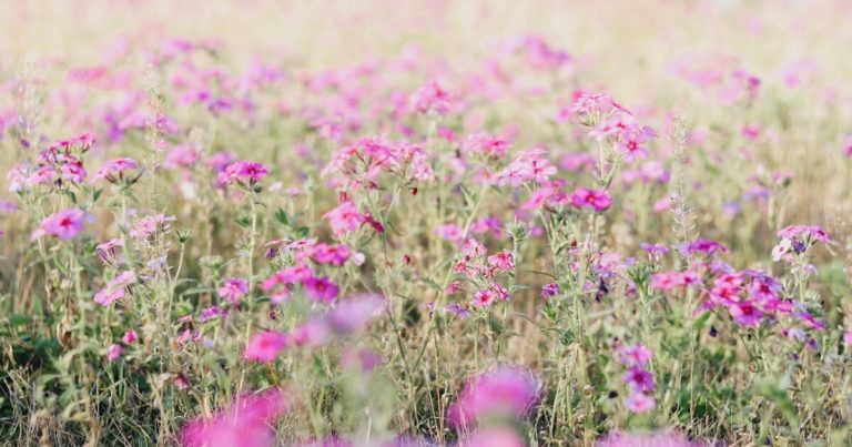 9 Ways You Can Prepare Your Meadow For Wildflowers Next Year - Featured image