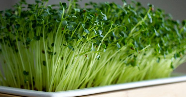 12 Gardening Tips For Growing Delicious Microgreens - Featured image